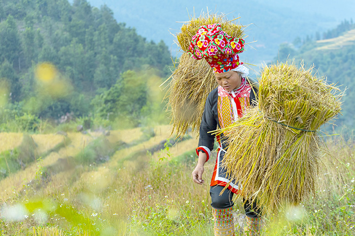 Harvesting season. Photo: Nguyen Van Cuong